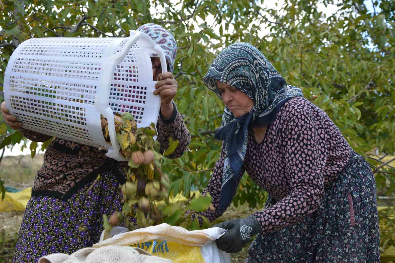 demircide ceviz hasadina baslandi 4 hT54nggA