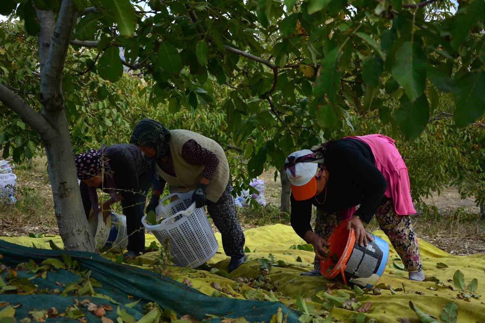 demircide ceviz hasadina baslandi 6 3CalMugb