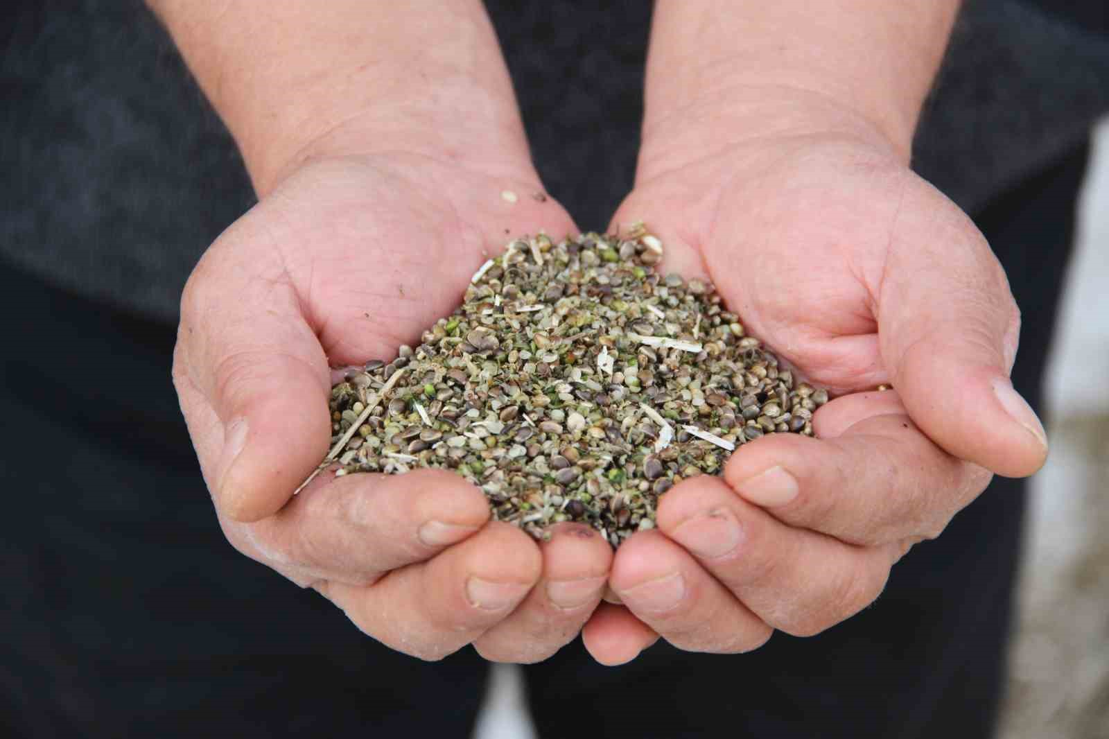 Deneme amaçlı ekilen kenevirde ilk hasat yapıldı: Çiftçiler için önemli bir gelir kapısı olabilir 16 deneme amacli ekilen kenevirde ilk hasat yapildi ciftciler icin onemli bir gelir kapisi olabilir dQfw993b