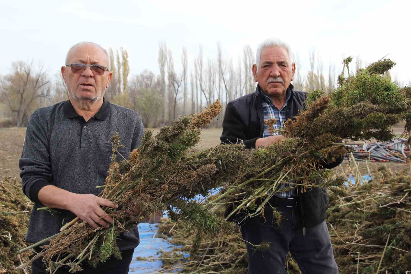 Deneme amaçlı ekilen kenevirde ilk hasat yapıldı: Çiftçiler için önemli bir gelir kapısı olabilir 6 deneme amacli ekilen kenevirde ilk hasat yapildi ciftciler icin onemli bir gelir kapisi olabilir