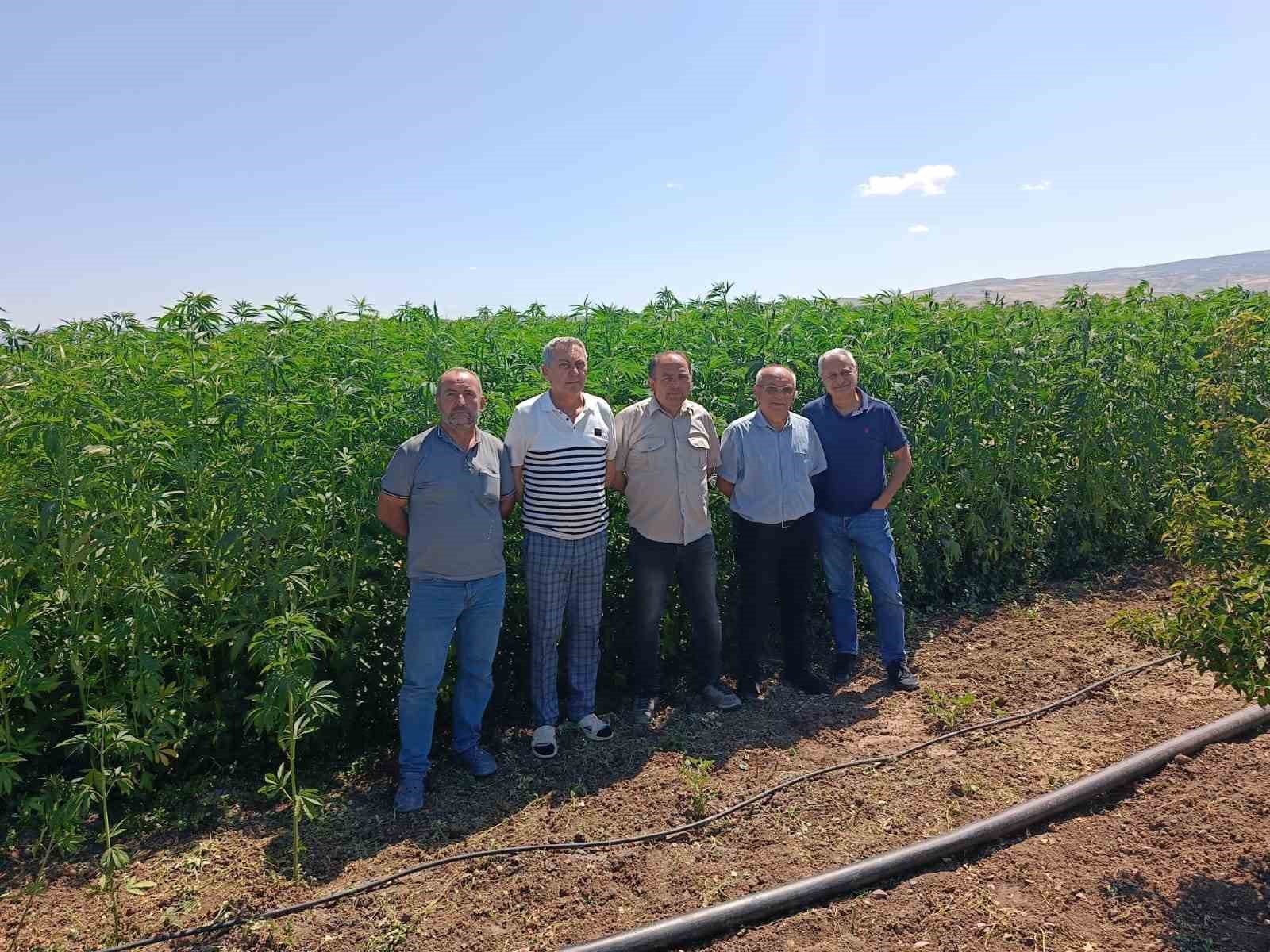Deneme amaçlı ekilen kenevirde ilk hasat yapıldı: Çiftçiler için önemli bir gelir kapısı olabilir 18 deneme amacli ekilen kenevirde ilk hasat yapildi ciftciler icin onemli bir gelir kapisi olabilir wHq1BBB7