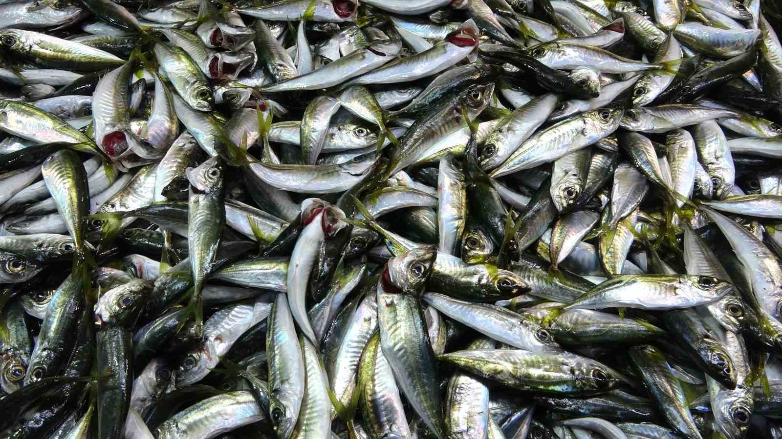 denizdeki firtina avini etkilese de balik fiyatlarini etkilemedi 6 jnN56EAD