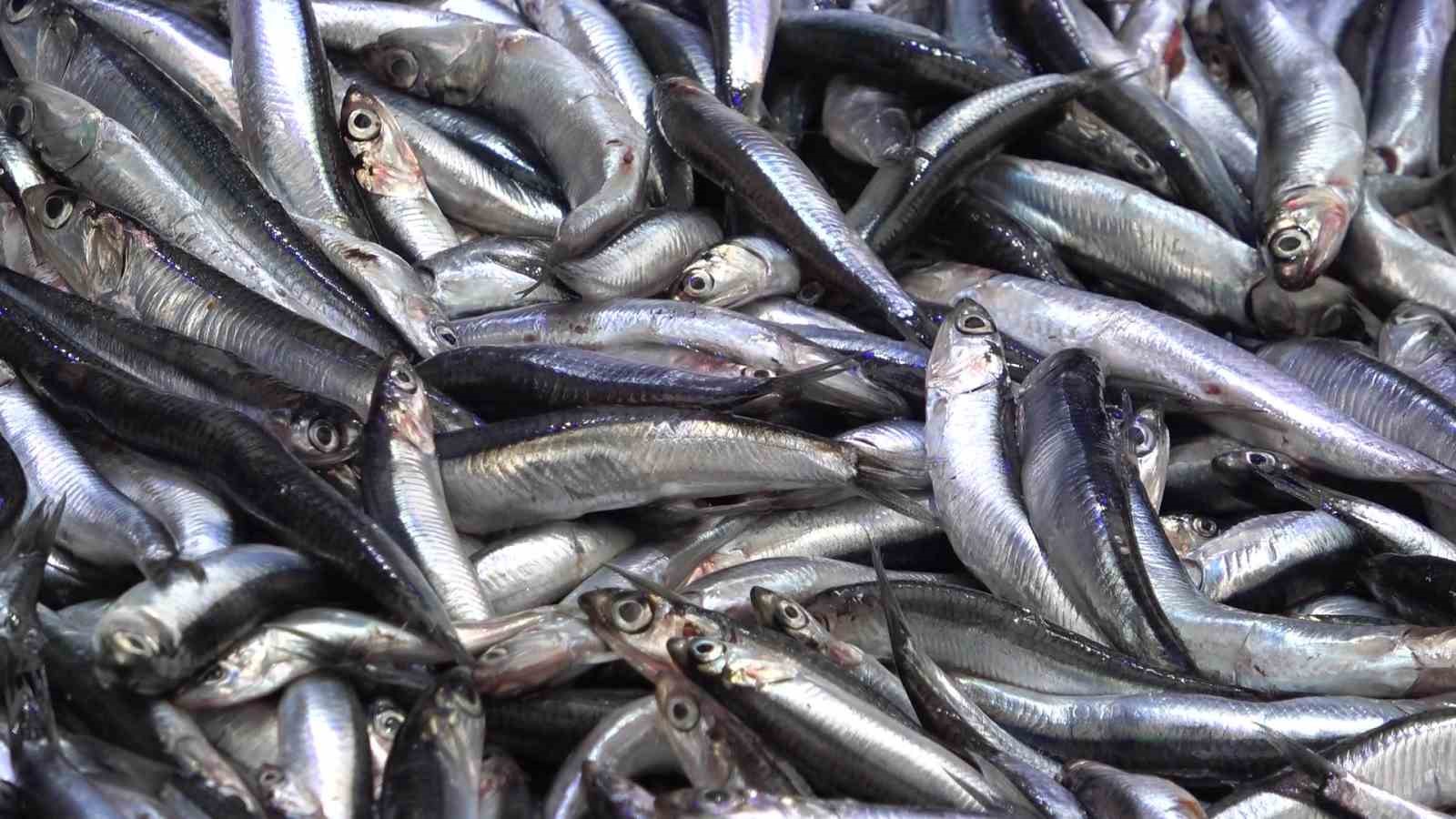 denize kiyisi olmayan sehirde hamsinin kilosu 50 tlye dustu vatandas poset poset aldi 3 iU442MIj