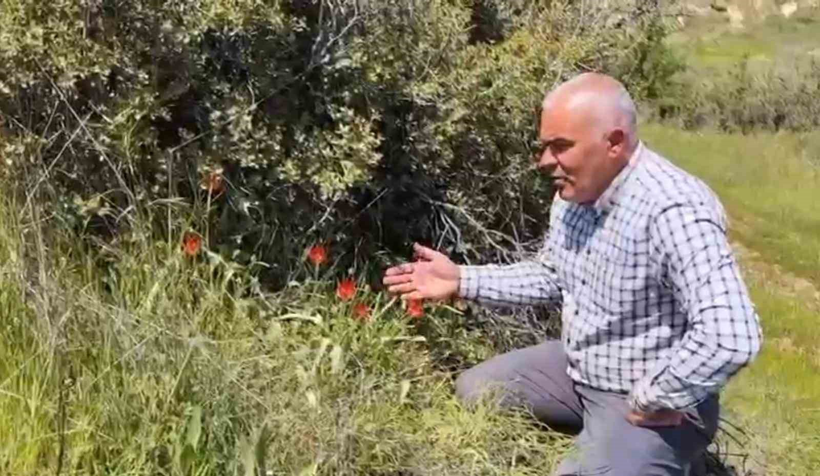 denizlide anemon lalesi yetisti 0 ApSgiuJB