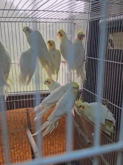 Denizli’de petshop denetiminde 164 hayvana el konuldu 5 denizlide petshop denetiminde 164 hayvana el konuldu 1 UItRbpVn