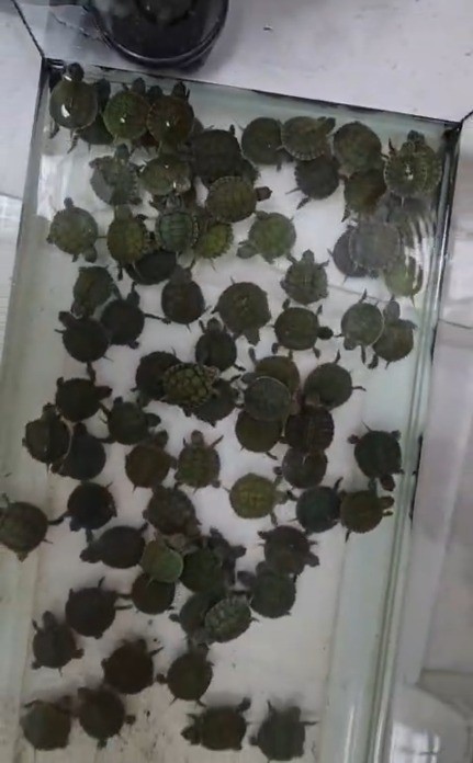 Denizli’de petshop denetiminde 164 hayvana el konuldu 6 denizlide petshop denetiminde 164 hayvana el konuldu 2 vPDbP9YB