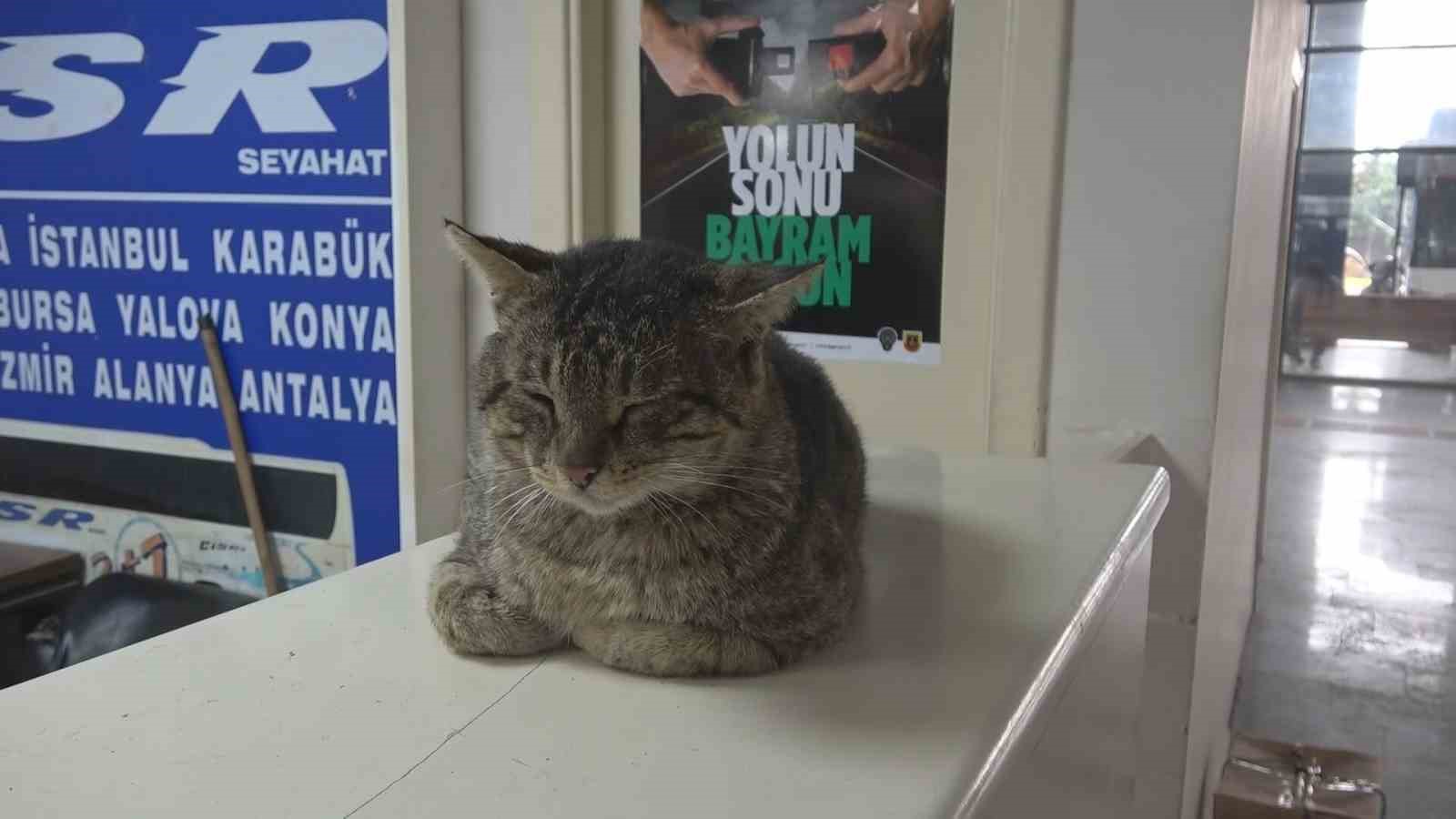 depremde kaybolan ve 44 gun sonra kadir diyerek bulabildigi otogarin maskotu kedisine gozu gibi