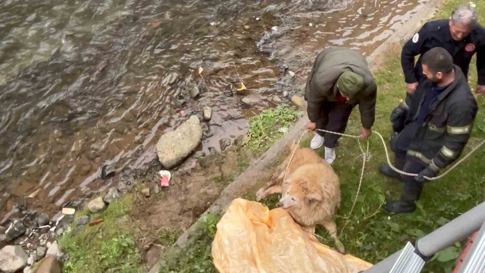 dere yataginda mahsur kalan kopek itfaiye ve vatandasin yardimiyla kurtarildi 1 1CKaNwrA