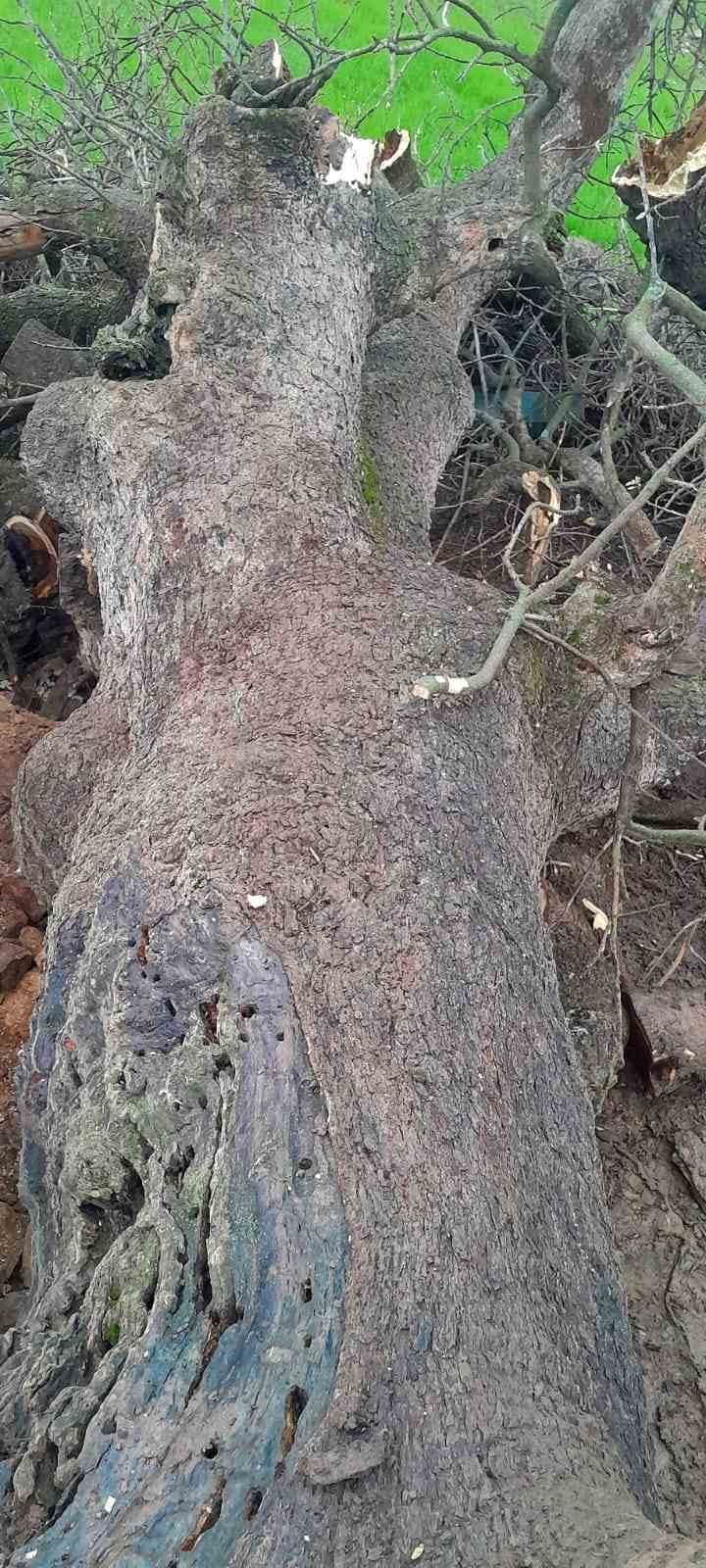 derecikte uzerine agac devrilen agildaki 4 keci telef oldu 3 NOnOYzOd