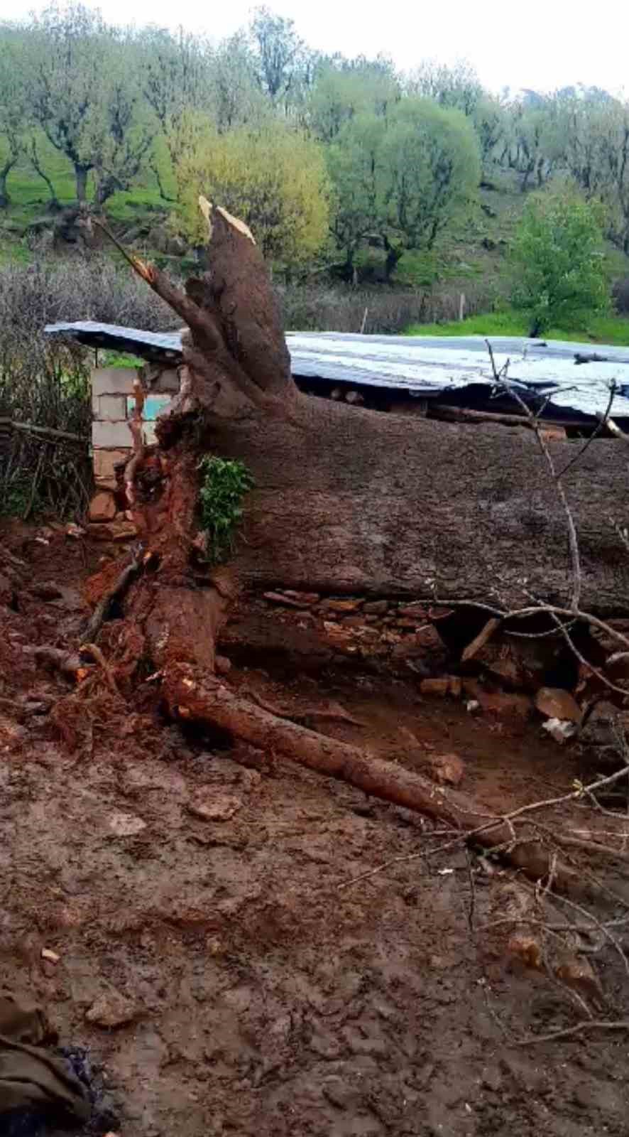 derecikte uzerine agac devrilen agildaki 4 keci telef oldu 5 WyyGlt8T