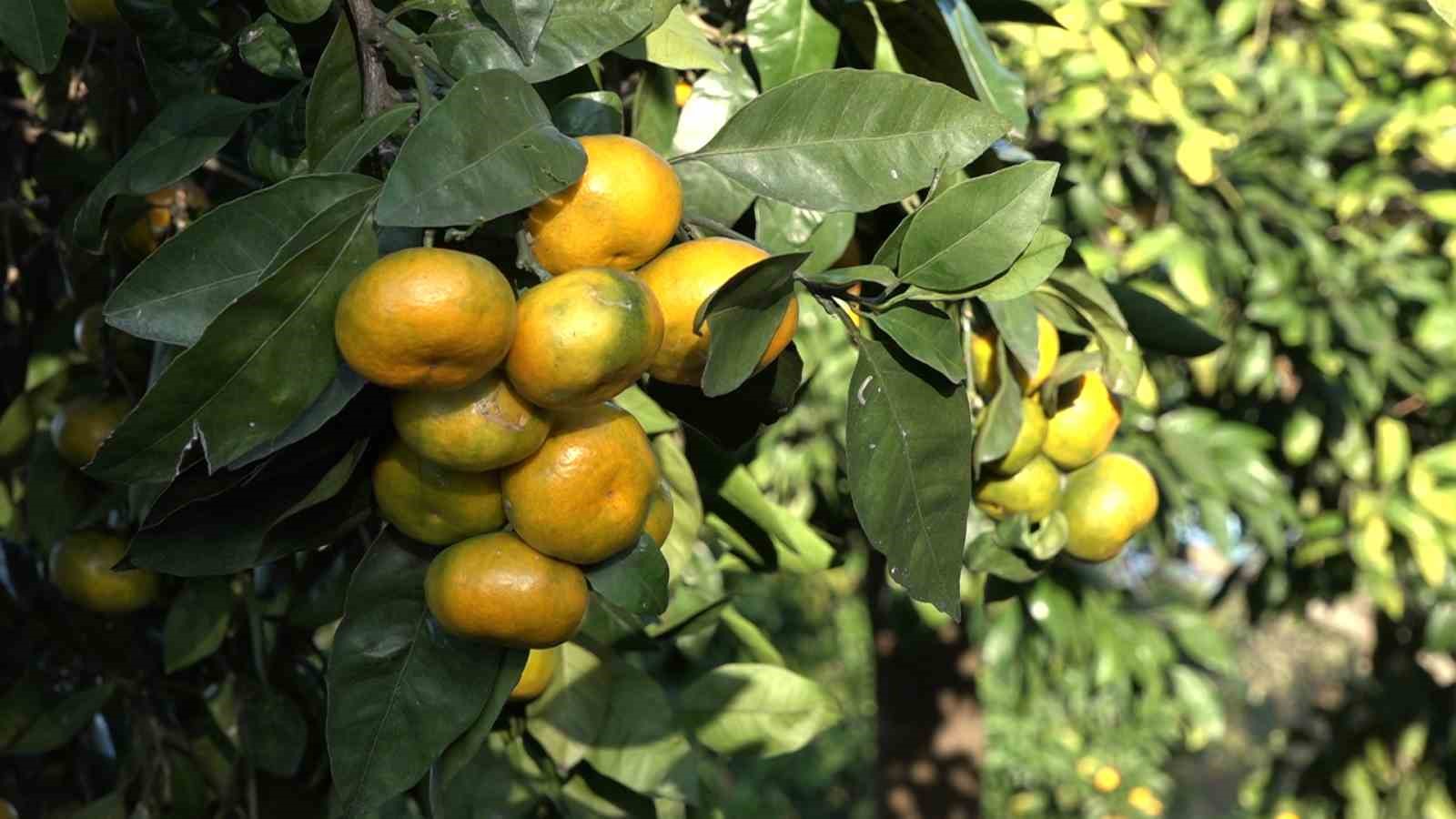 derepazari mandalinasinda hasat basladi 1 kZuZHaGE