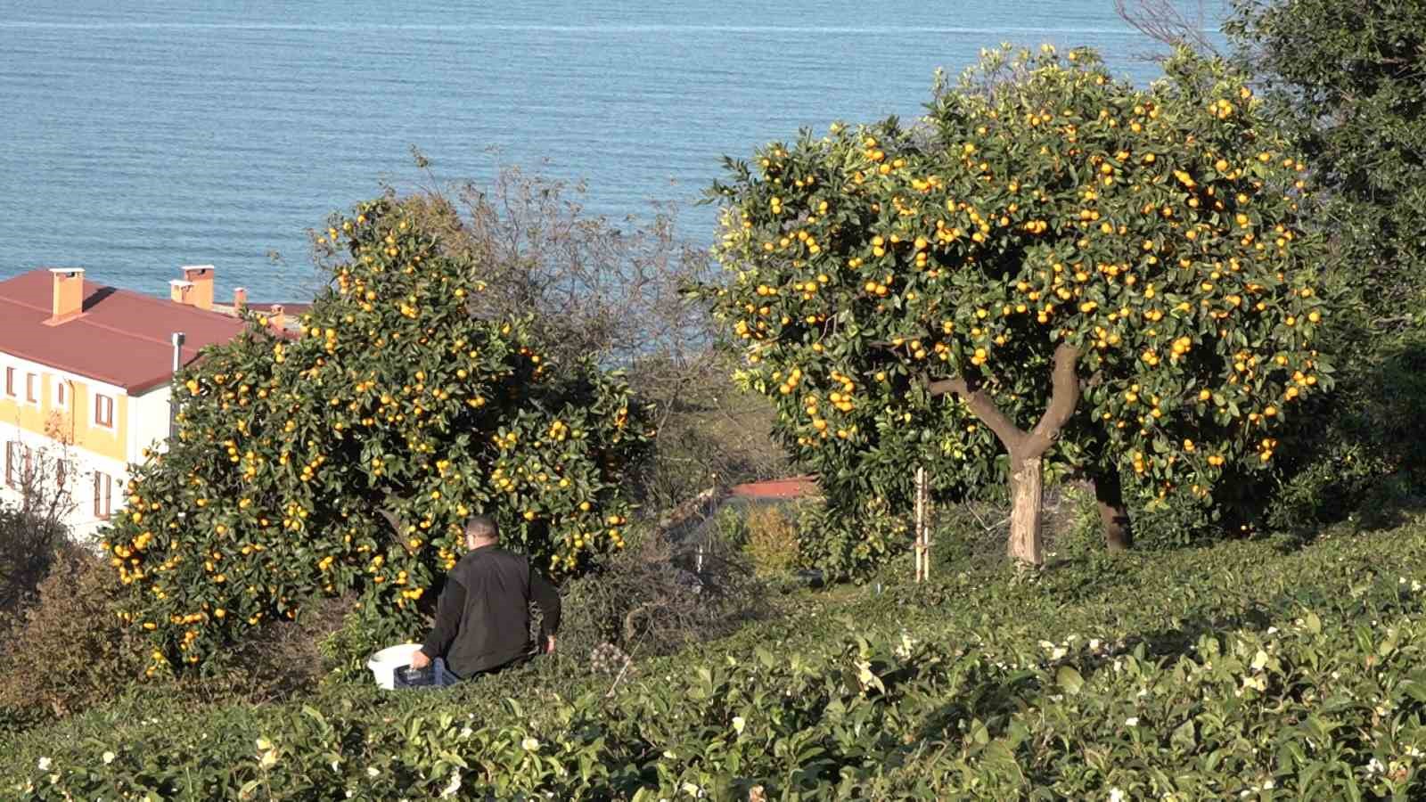 derepazari mandalinasinda hasat basladi 2 c9YCqbfN