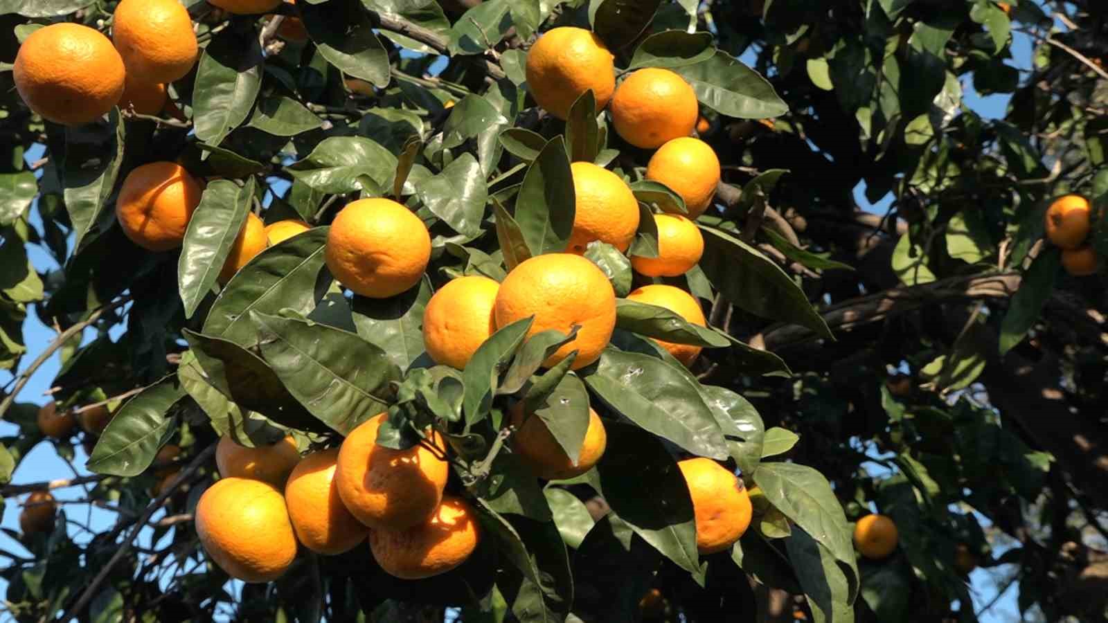 derepazari mandalinasinda hasat basladi 4 ZE8Zwr6i