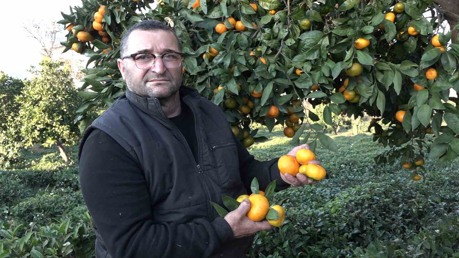 derepazari mandalinasinda hasat basladi 6 Xw29HVY7