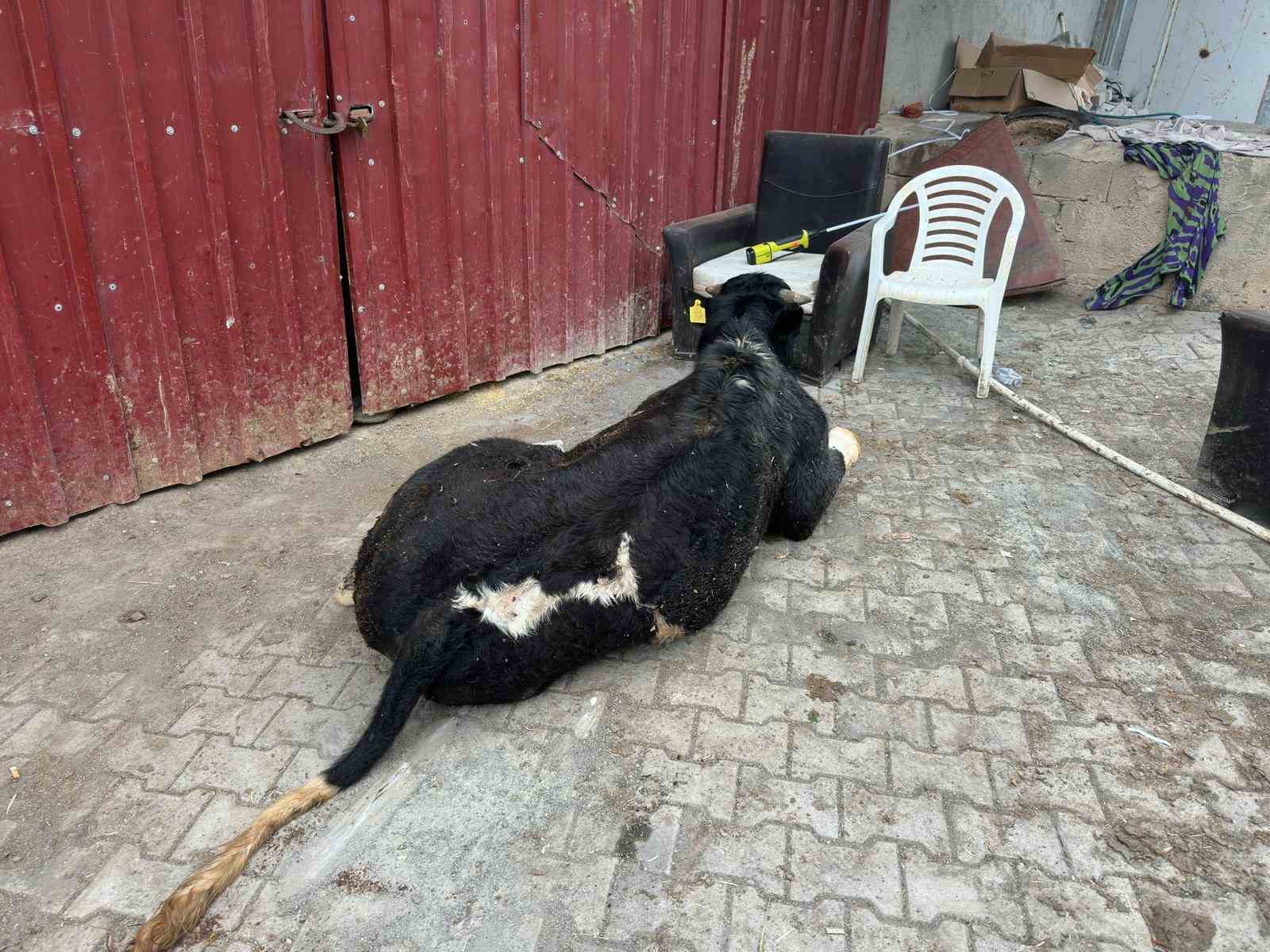 Dereye düşen inek kepçeyle kurtarıldı 6 dereye dusen inek kepceyle kurtarildi 2 sLQ84pU5
