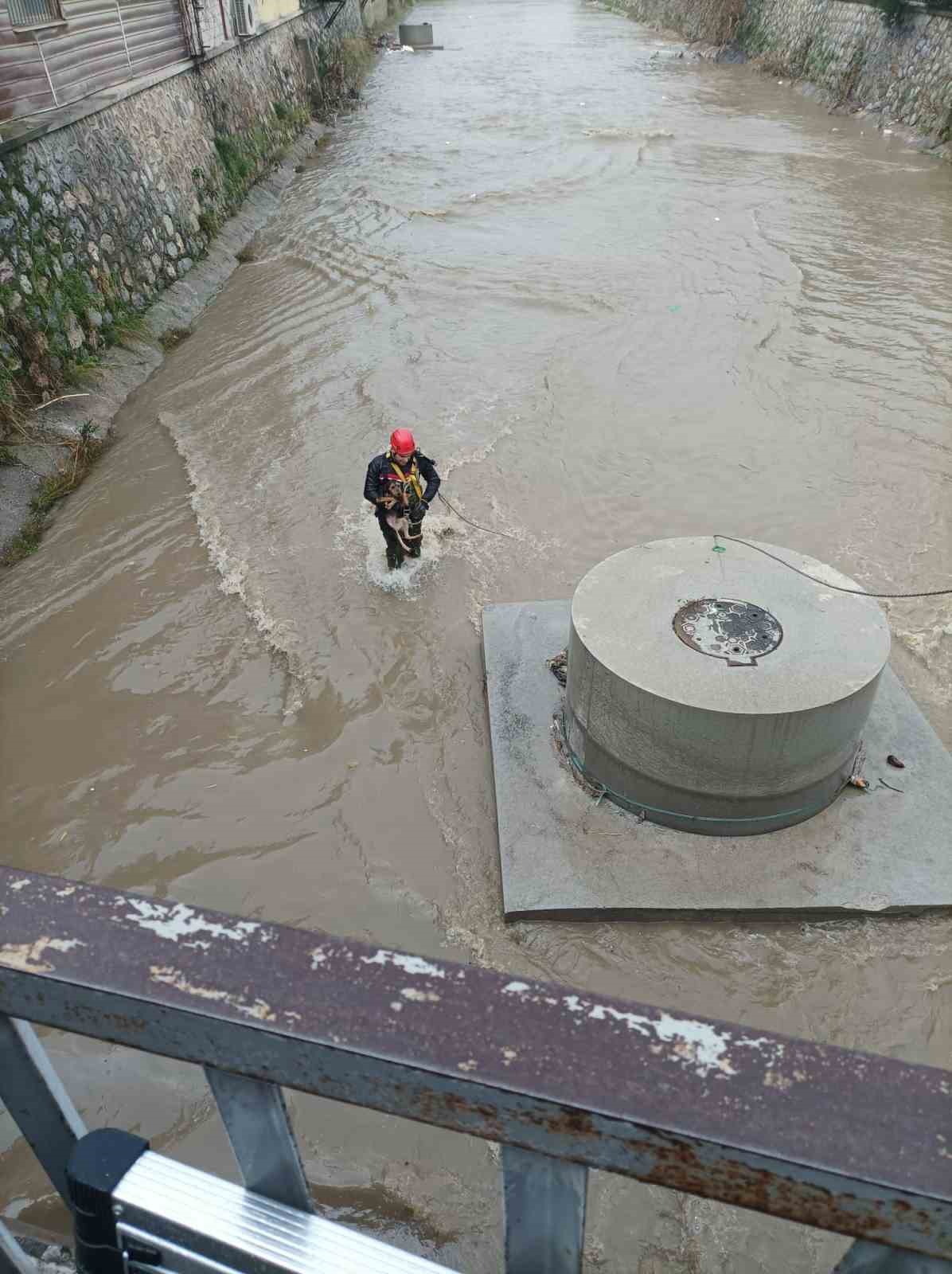 dereye dusen kopek itfaiye tarafindan kurtarildi 1 ZM3vg3kY