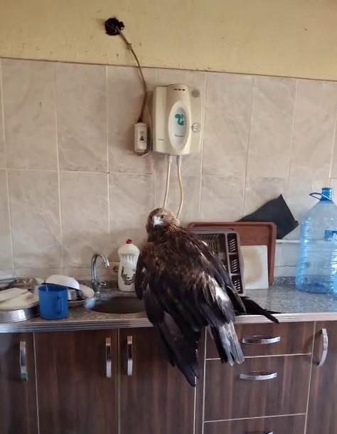 dev kartala kartalcik kartalcik diye seslendi o anlari kayit altina aldi 3 mH5LMCUp