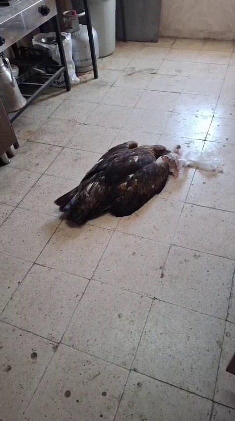 dev kartala kartalcik kartalcik diye seslendi o anlari kayit altina aldi 4 bFgZGXkO