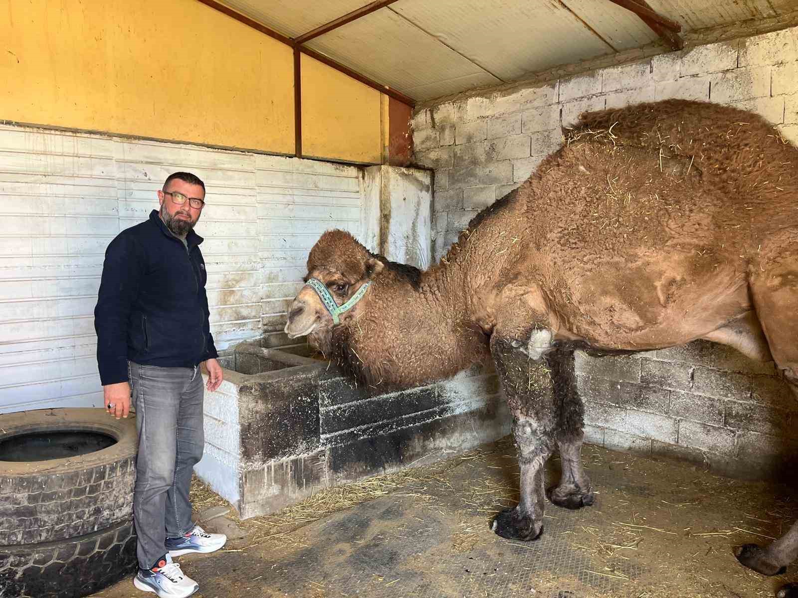 deve guresleri iptal edilince develer dinlenmeye cekildi 0 aR64jOlr