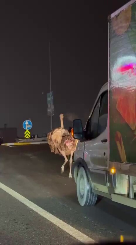Deve kuşu, trafiği alt üst etti 4 deve kusu trafigi alt ust etti 0 iJveyjnz