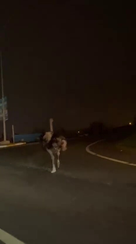 Deve kuşu, trafiği alt üst etti 5 deve kusu trafigi alt ust etti 1