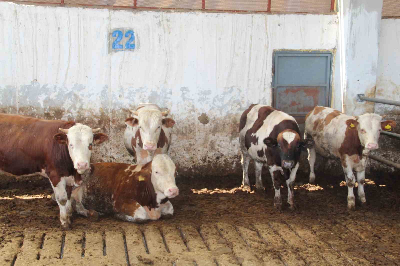 devlet destegiyle kurdugu besi ciftliginde tam kapasite uretim yapiyor 2 YLAIlYB6