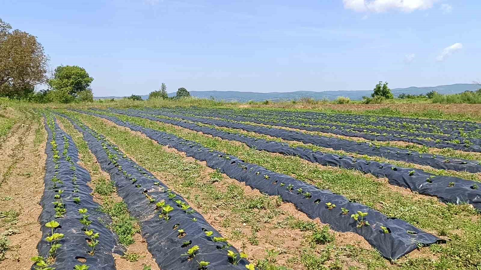 devlet destekli 12 bin adet hibe cilek fidesiyle basladigi uretimde ilk mahsulu aldi 4 PNcemPOk