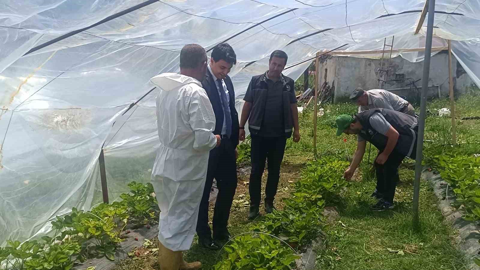 devlet destekli 12 bin adet hibe cilek fidesiyle basladigi uretimde ilk mahsulu aldi 5 JLcXWJTZ