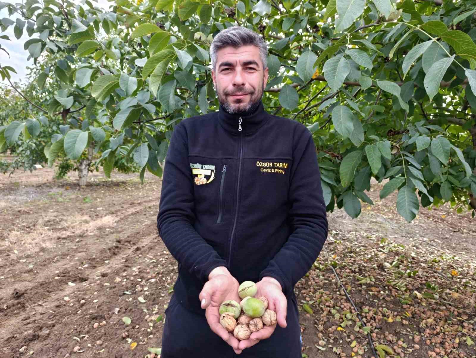 devletten 49 yilligina bedelsiz kiralanan arazilerde ceviz bereketi 3