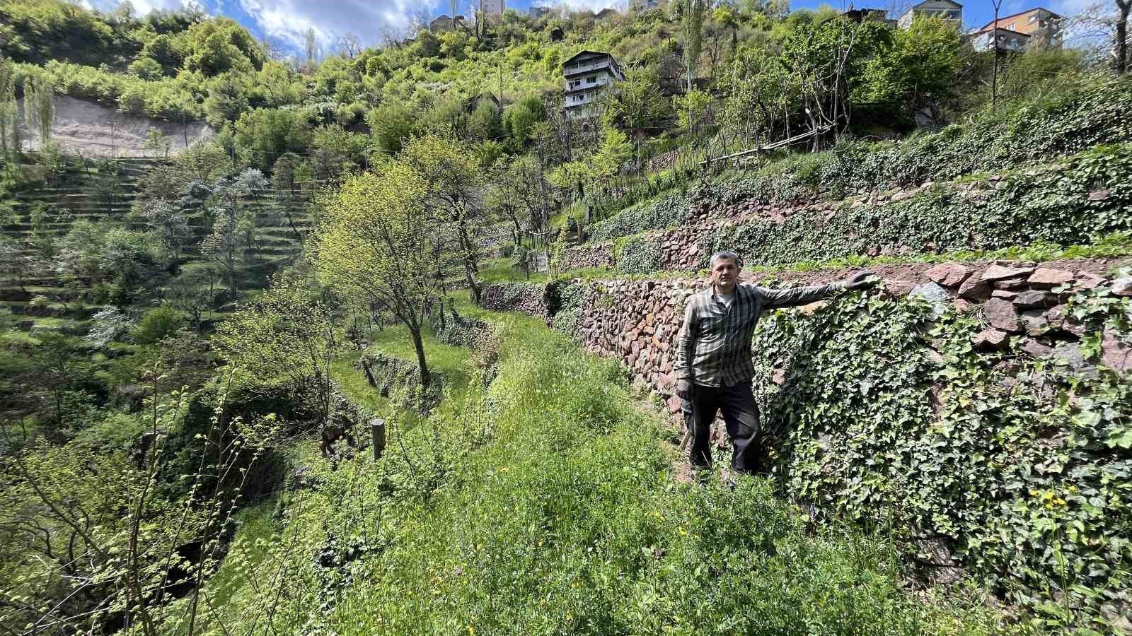 dik yamacta 60 yillik emek tas duvarlarla kurulan miras 6 ElsmilwM