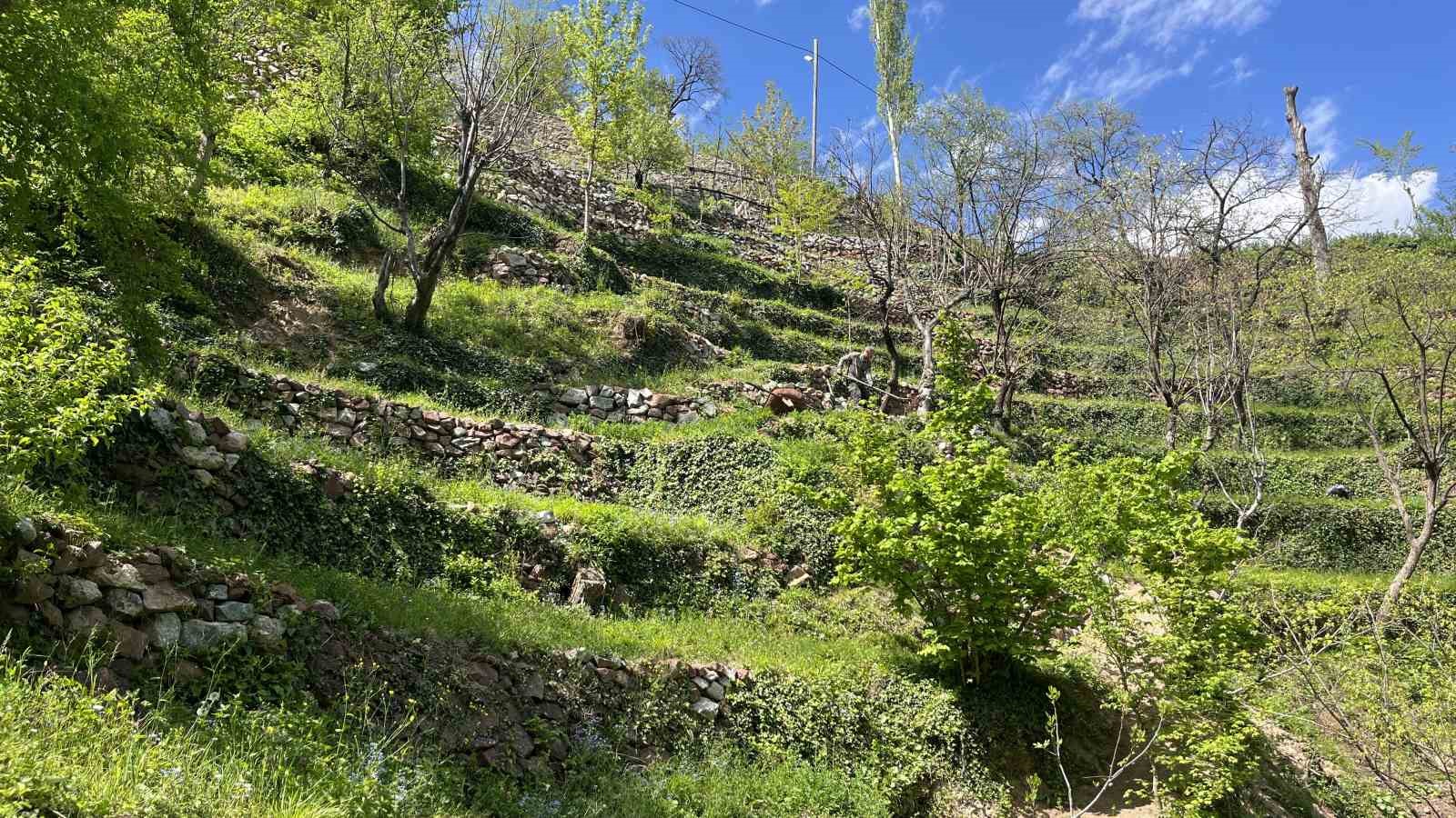 dik yamacta 60 yillik emek tas duvarlarla kurulan miras 7