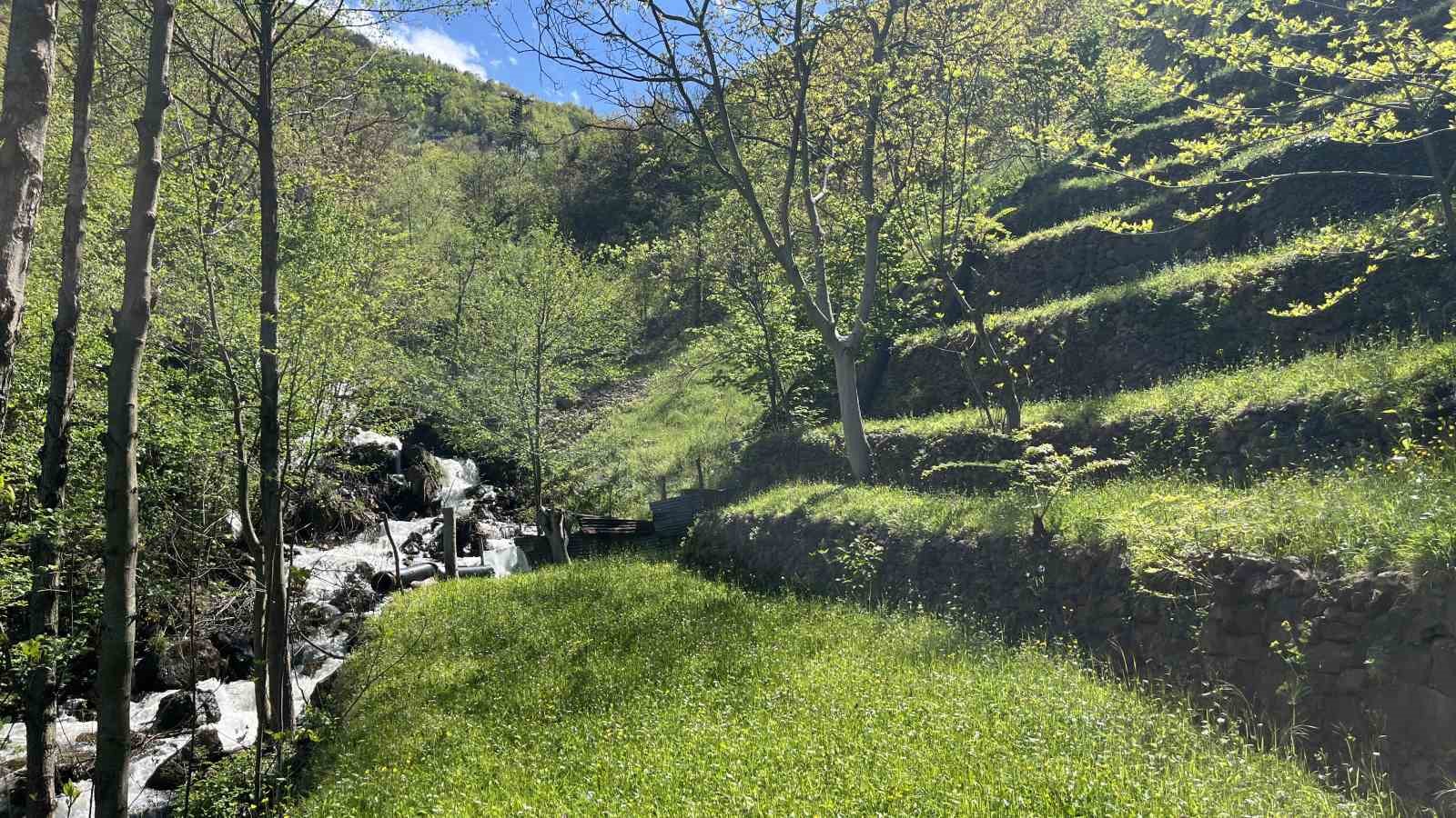 dik yamacta 60 yillik emek tas duvarlarla kurulan miras 9 tsujRlhA