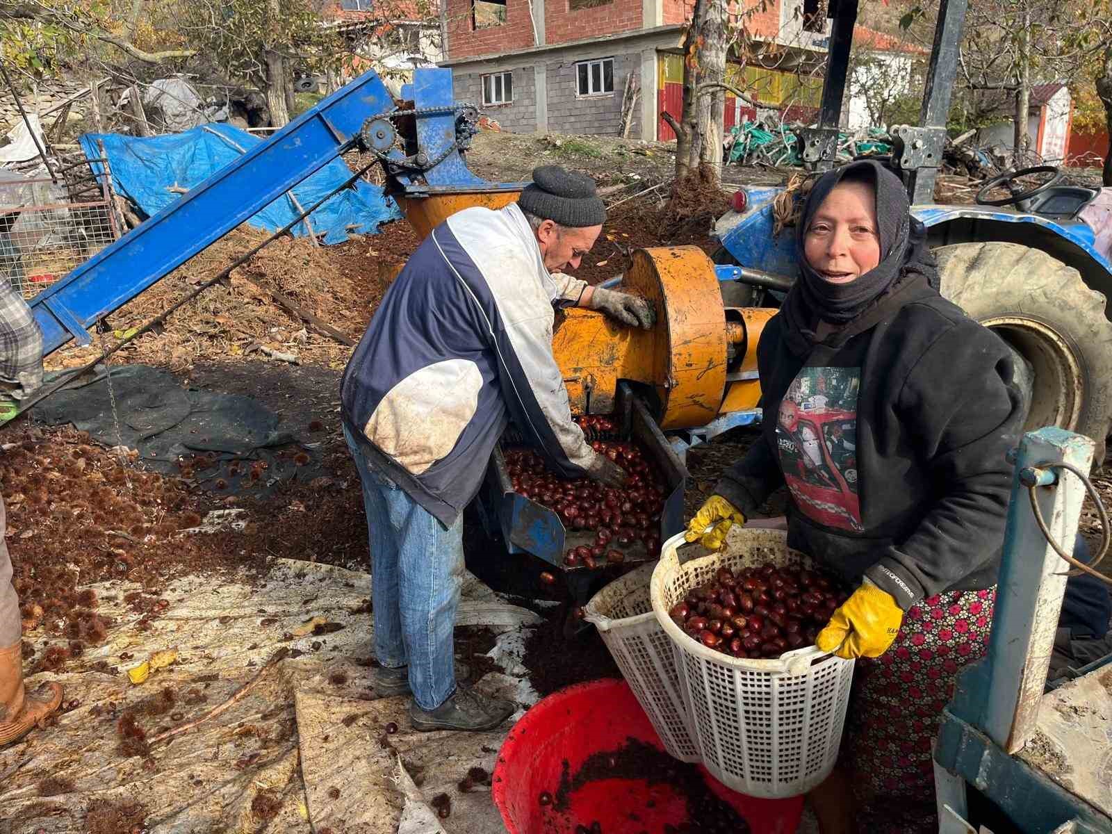 dikenlerinden kurtulan kestanelerin sofralara yolculugu basladi 2 K76LQGq9