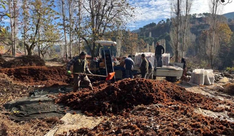 dikenlerinden-kurtulan-kestanelerin-sofralara-yolculugu-basladi-ILx3hzqa.jpg