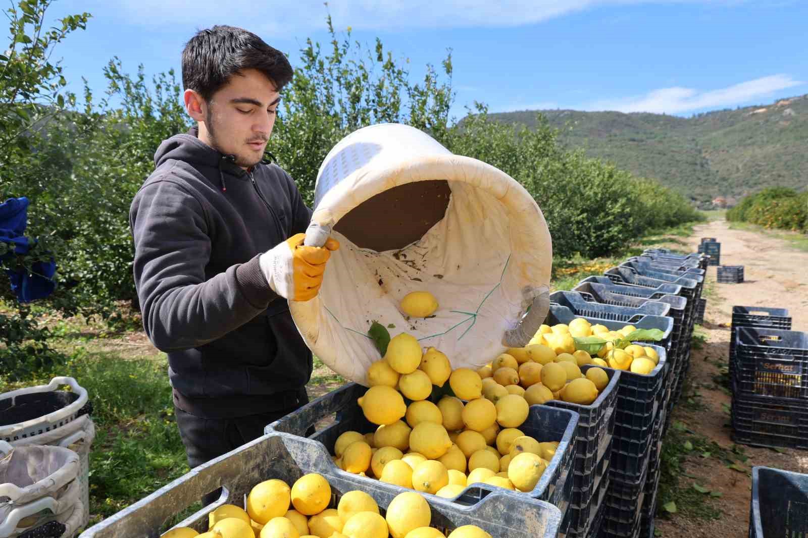 dikenli limon ureticinin yuzunu guldurdu 1