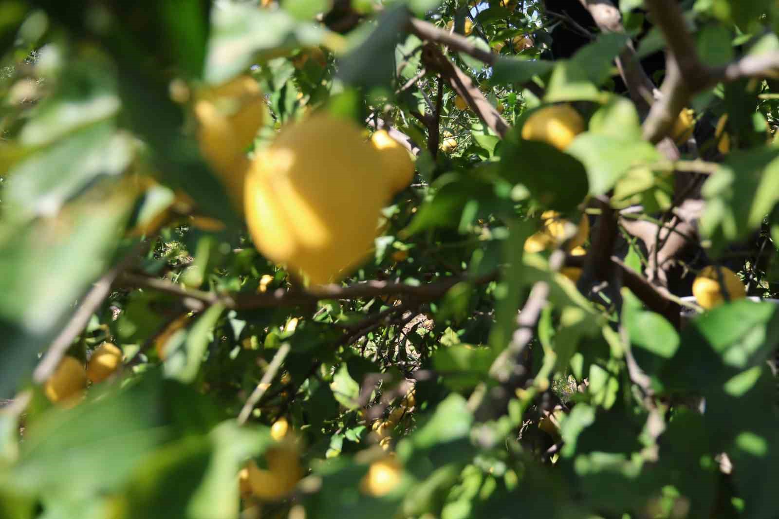 dikenli limon ureticinin yuzunu guldurdu 3 nZgHQ52N
