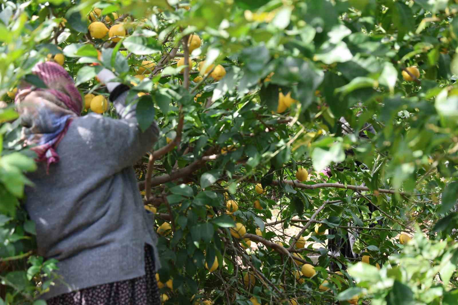 dikenli limon ureticinin yuzunu guldurdu 4 11ERIXdz