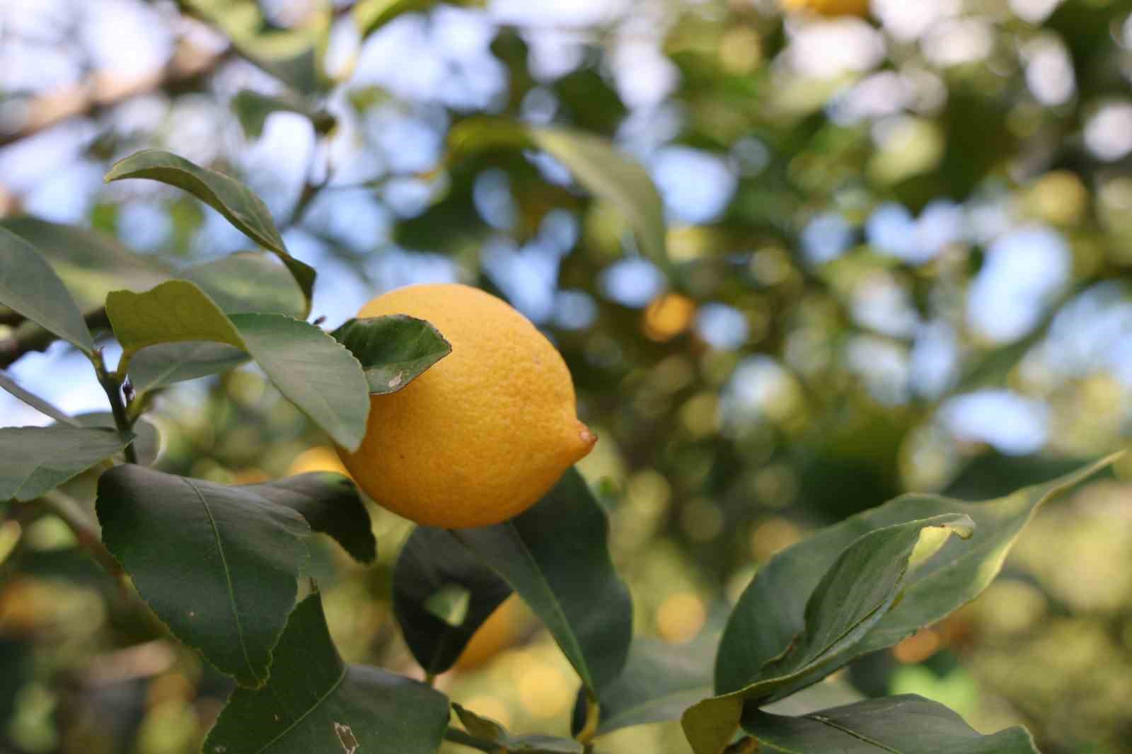 dikenli limon ureticinin yuzunu guldurdu 7