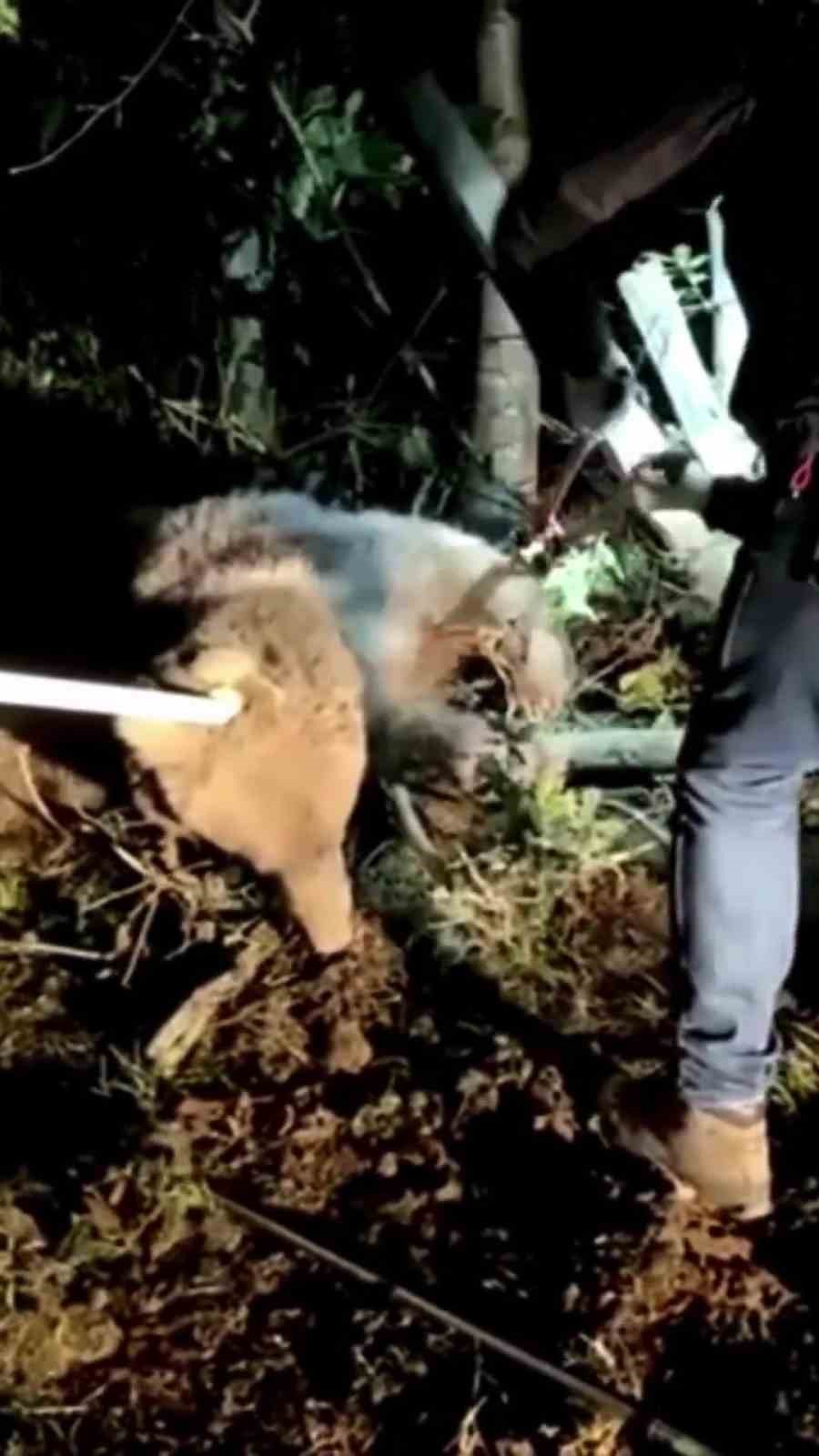 dikenli tellerin arasinda mahsur kalan ayi kurtarildi 3