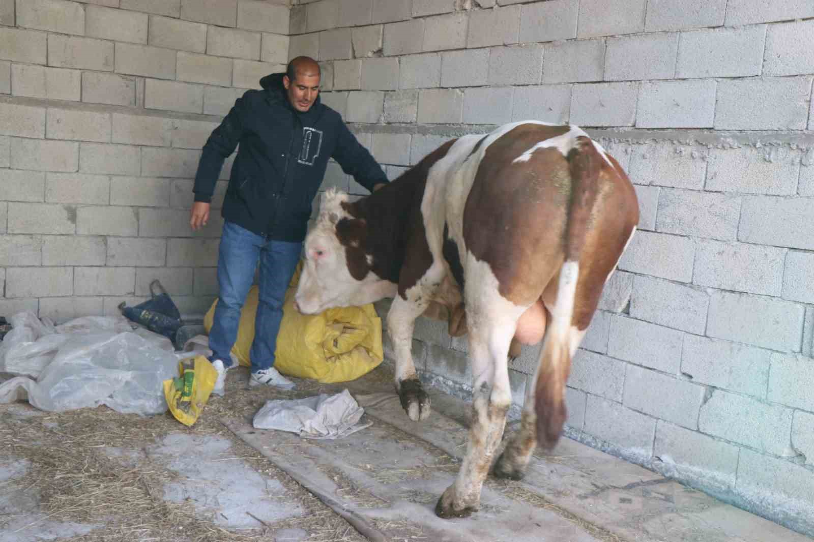 diyadinde besicilik gecim kapisi oldu 0 WmptGZXE