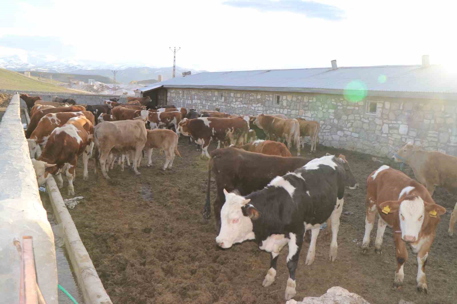 diyadinde besicilik gecim kapisi oldu 1 Kl6g7VP2