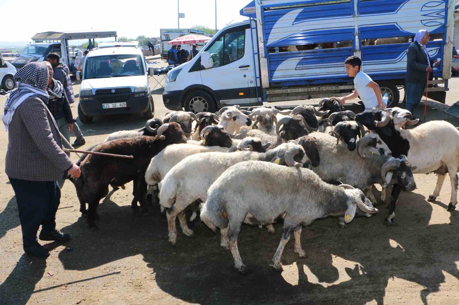 diyarbakir canli hayvan borsasinda kurbanlik hareketliligi 1 uTzAd4wC