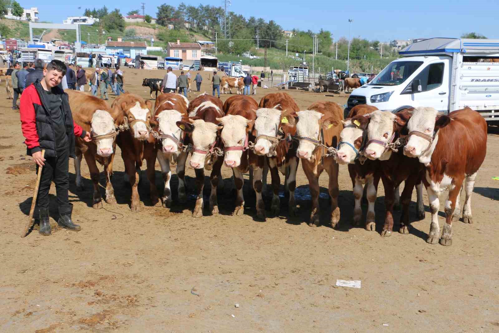diyarbakir canli hayvan borsasinda kurbanlik hareketliligi 3 zqWYMREA