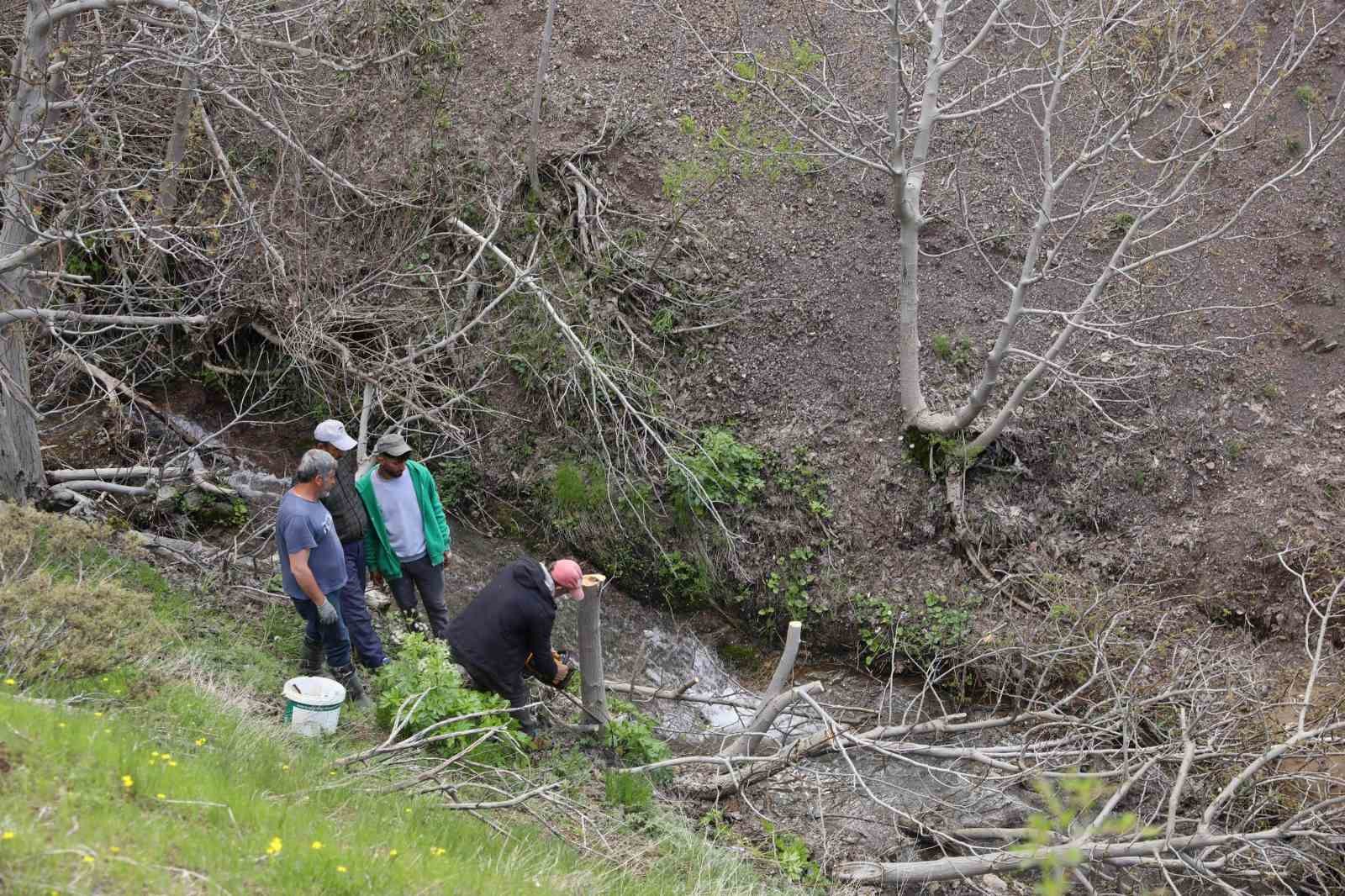 diyarbakirda 10 bin yabani ceviz agaci asiyla verimli hale getiriliyor 4