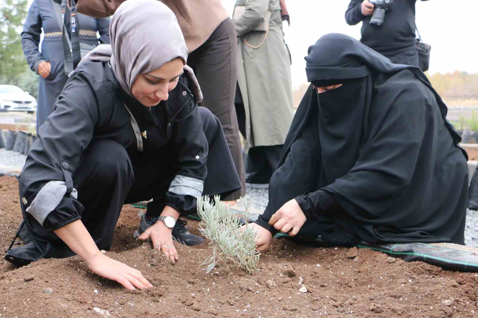 diyarbakirda 14 bin metrekarelik alana tibbi ve aromatik bitki bahcesi kurulacak 8 XIw1i7Dd