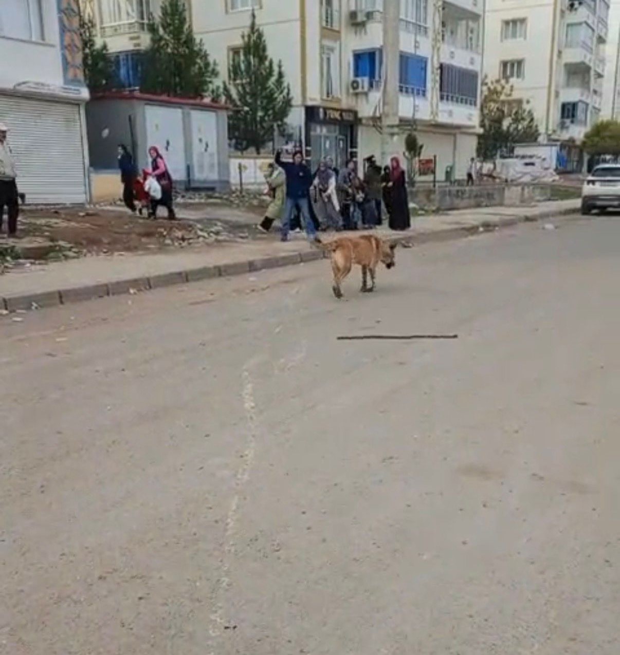 diyarbakirda basibos sokak kopegi dehseti 3 FhSbkffV