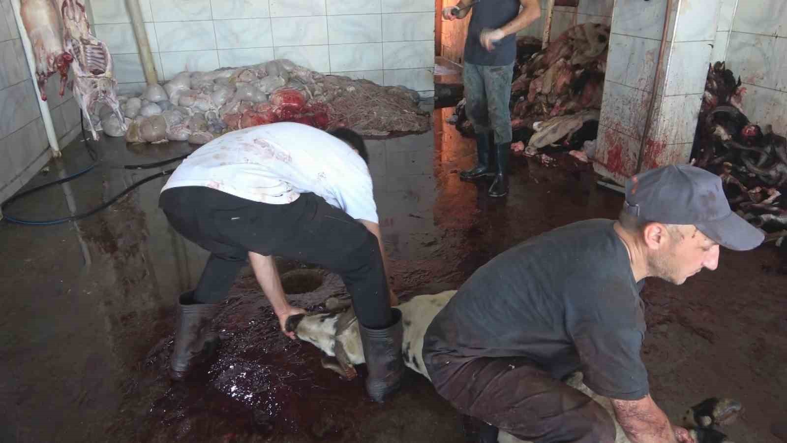 diyarbakirda bayramin ilk gununde kurbanlik mesaisi basladi 5 wVJbzdy9