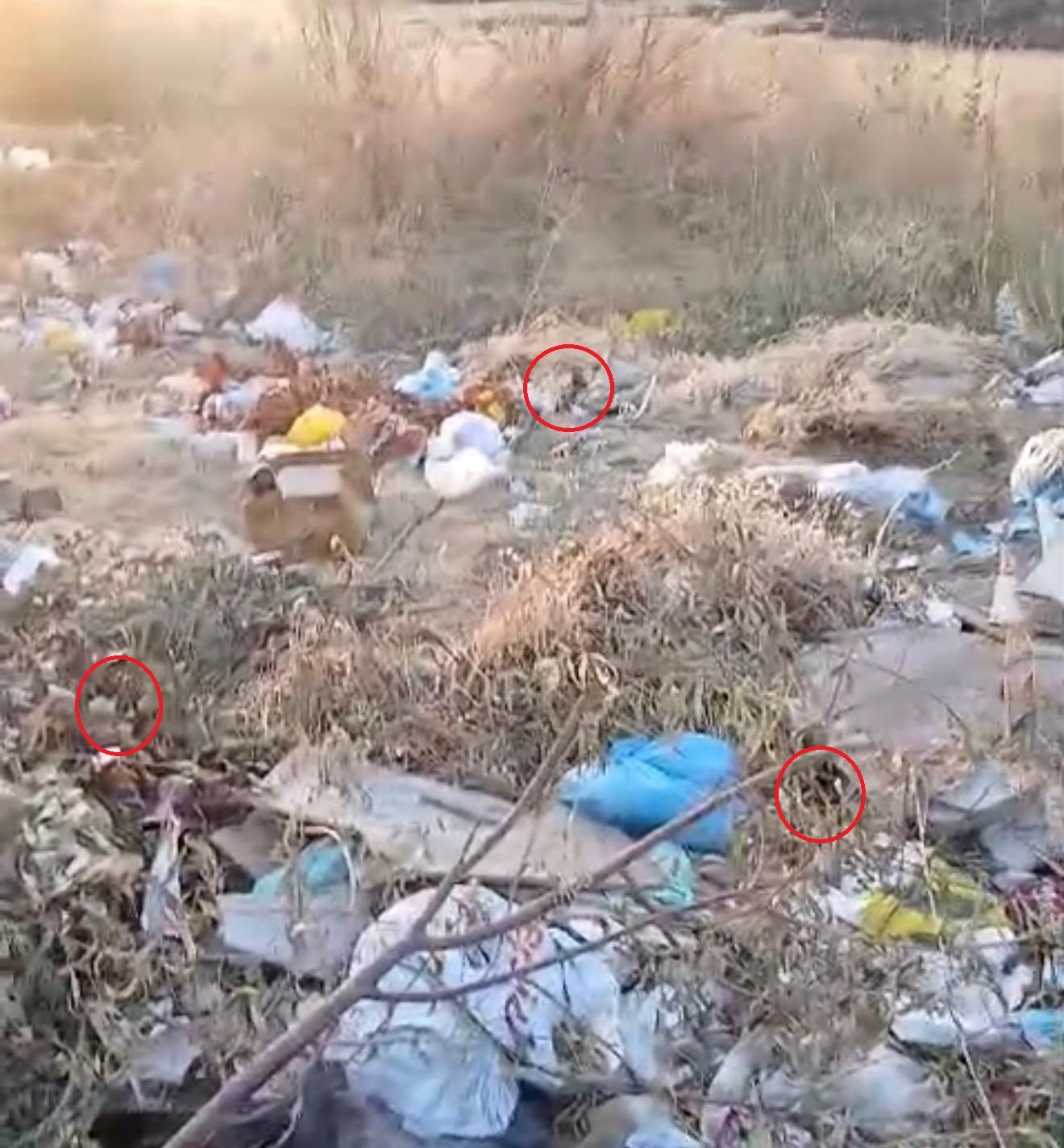 diyarbakirda bos arazideki copler fare yuvasina dondu 0 hlXLUWvm