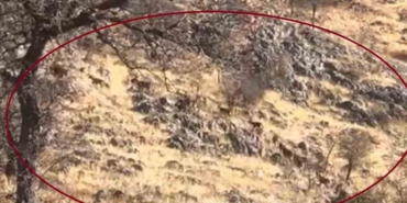 diyarbakirda-dag-kecileri-suru-halinde-goruntulendi-AczlGOjT.jpg