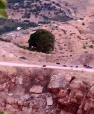 diyarbakirda-domuz-surusu-vpWxaHFP.jpg